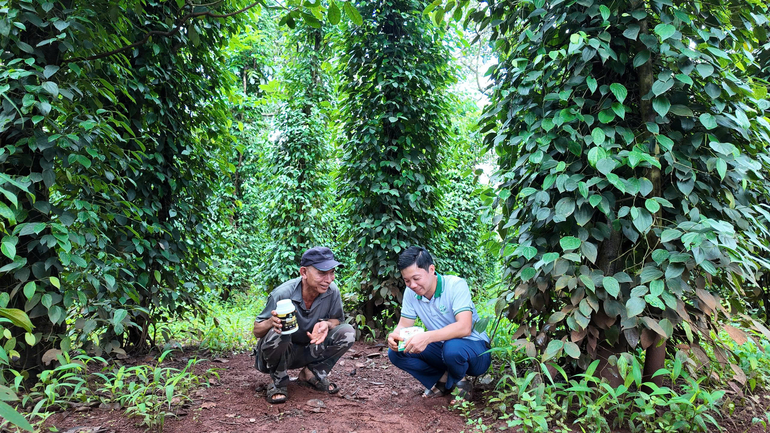 🌱 BIOSEED ĐỒNG HÀNH CÙNG NHÀ VƯỜN – ĐẶC TRỊ TUYẾN TRÙNG, THỐI RỄ, PHỤC HỒI VƯỜN TIÊU SAU 45 NGÀY!