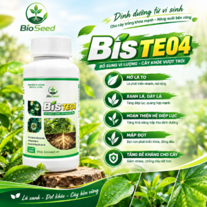 BIS TE 04 - Nở lá, dày lá