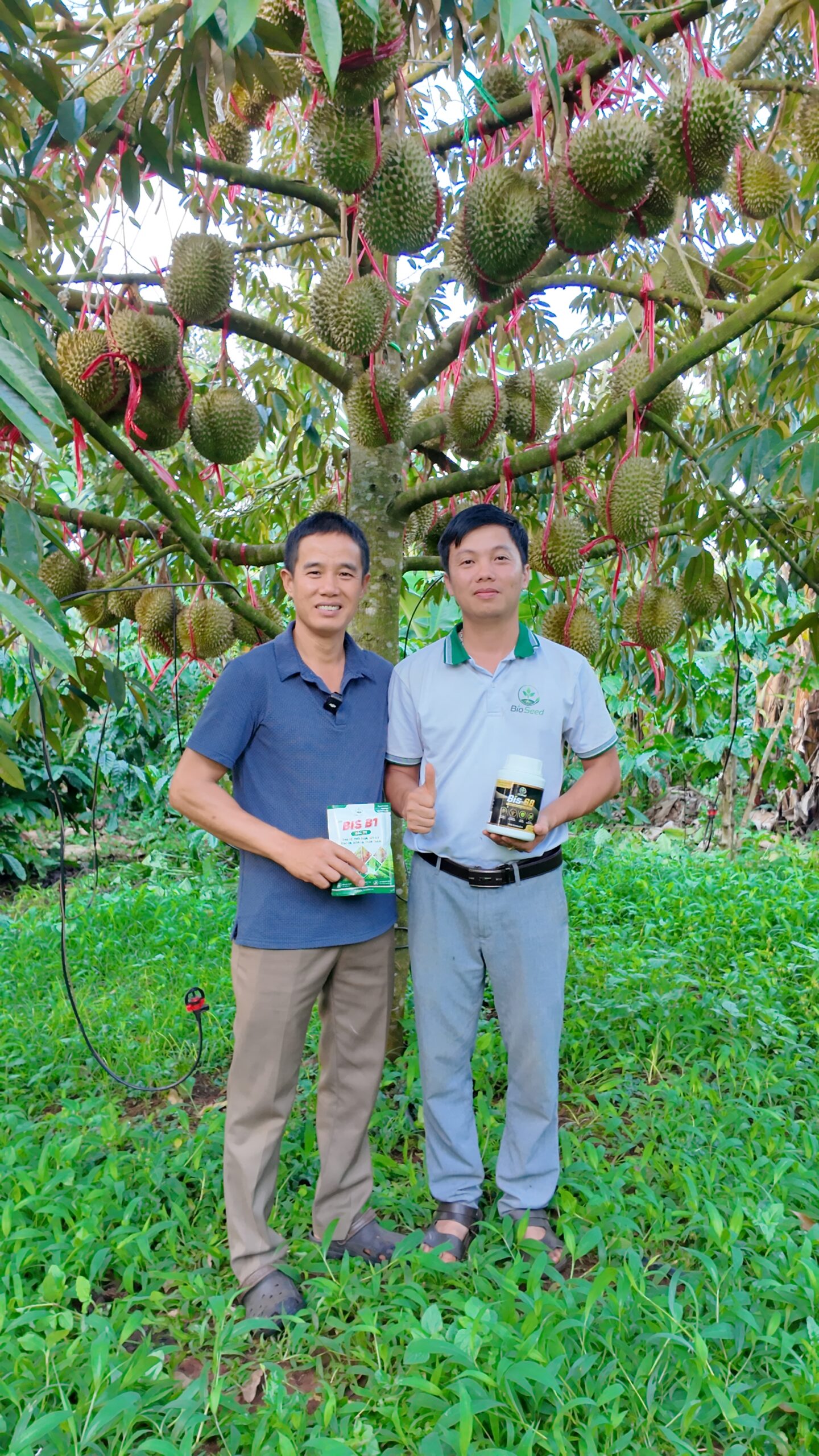 🌱 KẾT QUẢ THỰC TẾ VƯỜN SẦU RIÊNG GẦN 100 NGÀY NUÔI TRÁI – HÀNH TRÌNH PHỤC HỒI CÙNG BIOSEED 🌱
