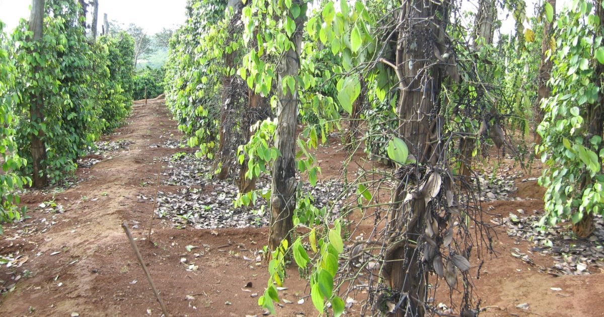 Bệnh chết nhanh trên cây hồ tiêu – Nguyên nhân và cách điều trị