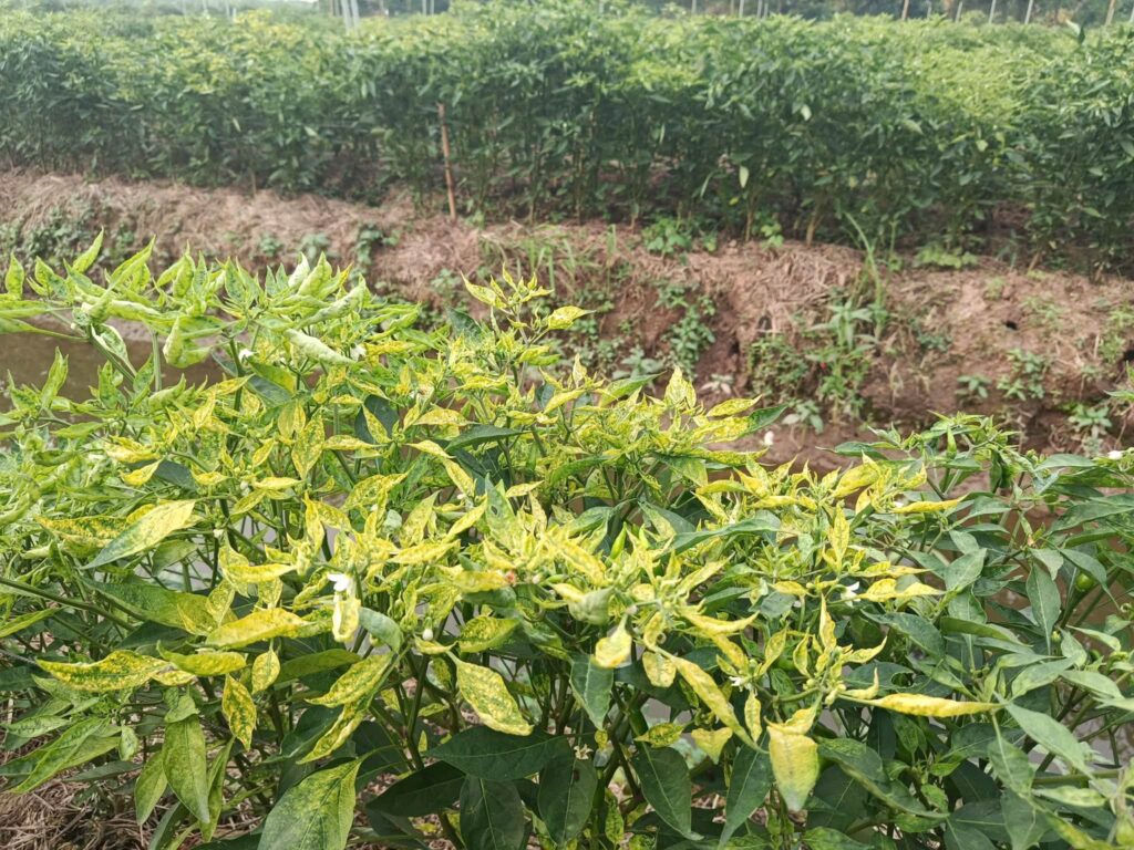 Bệnh khảm trên ớt: Nguyên nhân, dấu hiệu nhận biết và các biện pháp phòng ngừa