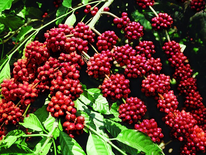 Giá cà phê hôm nay 20/10: Giá cà phê trong nước tăng 200 đồng/kg