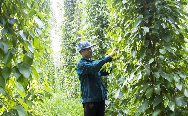 Những sai lầm thường gặp khi trồng và chăm sóc hồ tiêu