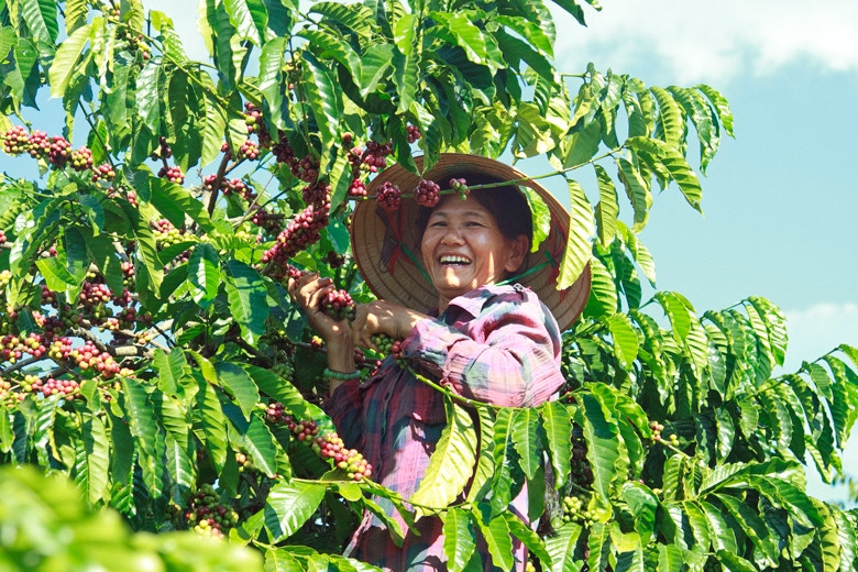 Thu hoạch cà phê như thế nào là đúng kỹ thuật?