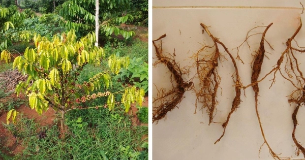 Bệnh vàng lá thối rễ trên cây cà phê: Nguyên nhân và cách xử lý hiệu quả